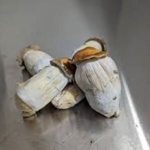 Hillbilly Cubensis