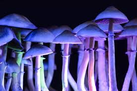 Read more about the article What Are Psychedelic Mushrooms?