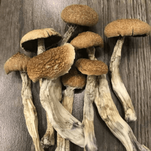 Amazonian Mushroom