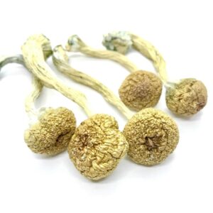 Mexicana Mushrooms