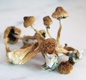 buy african transkei mushrooms online